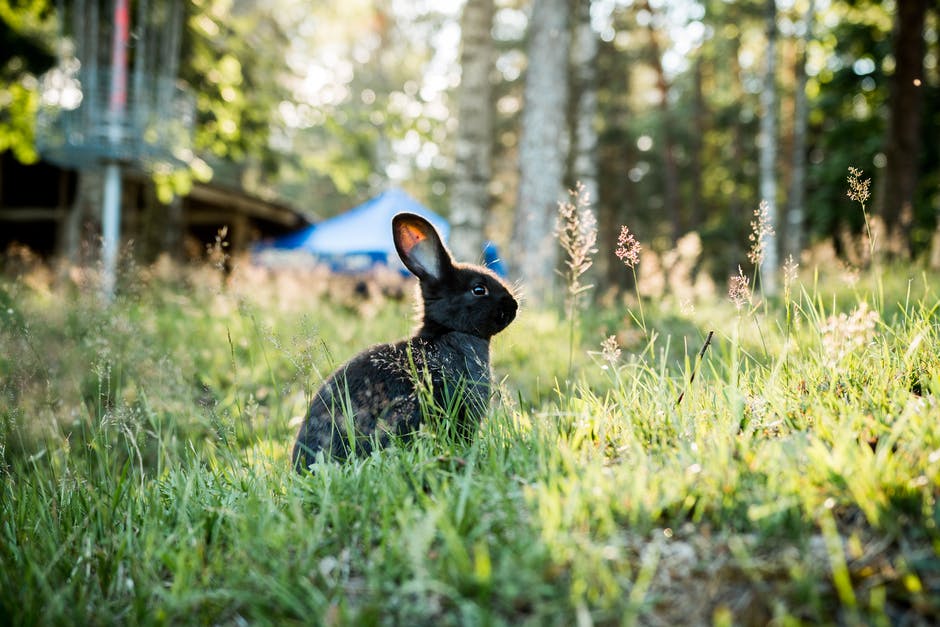 Rabbits provide a clean and healthy source of nutrition. Compared to beef, chicken, or pork, they are low in cholesterol and rarely pumped with antibiotics. Rabbits eat fresh greens throughout the year.