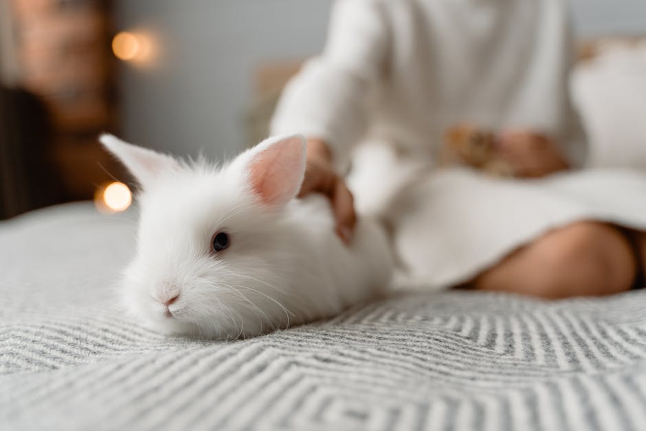 Rabbits can't wear their claws inside your home, so their nails will grow too long. There are some things you can do to make sure your rabbit's nails are clipped.