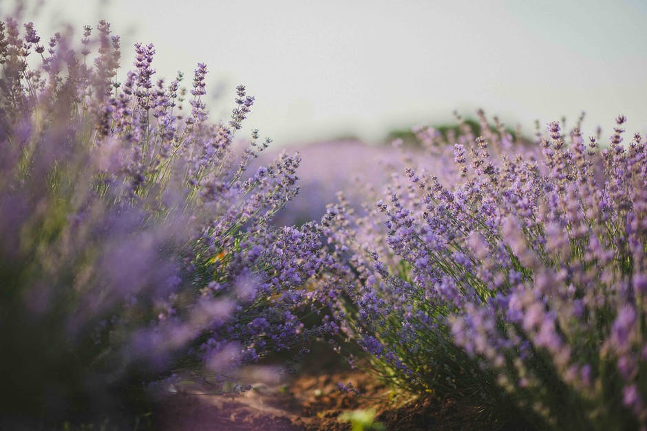 All that lavender has to offer is shared by a farm in Maryland.