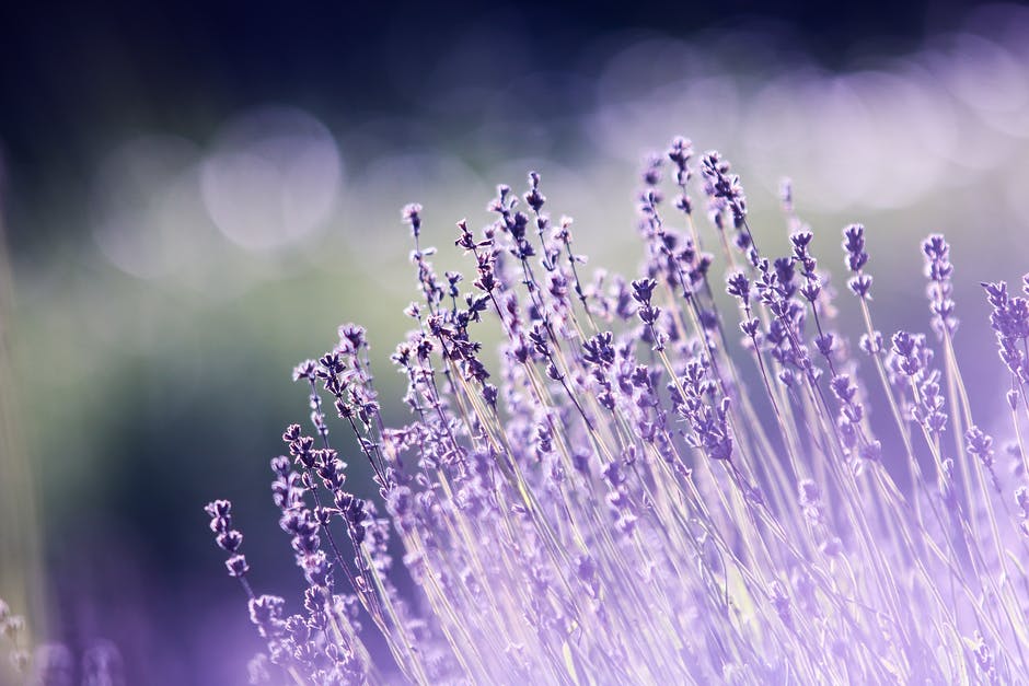 If you want to repel bugs, if you want to enjoy lavender's sweet scent, or if you lack space, grow lavender in a pot.