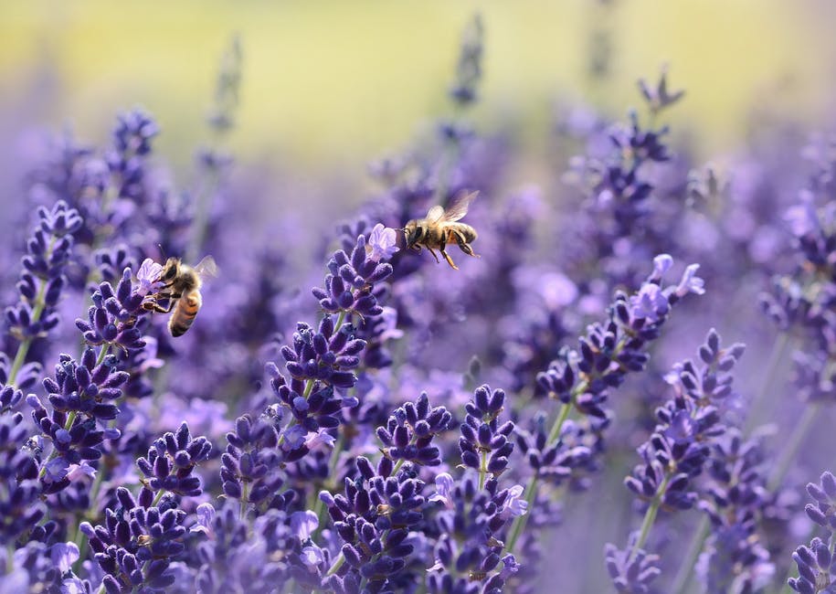 lavender has been prized by gardeners since ancient times because of its sweet scent and colorful blue and purple blossoms. Home gardeners today tend to grow it more for its beauty.