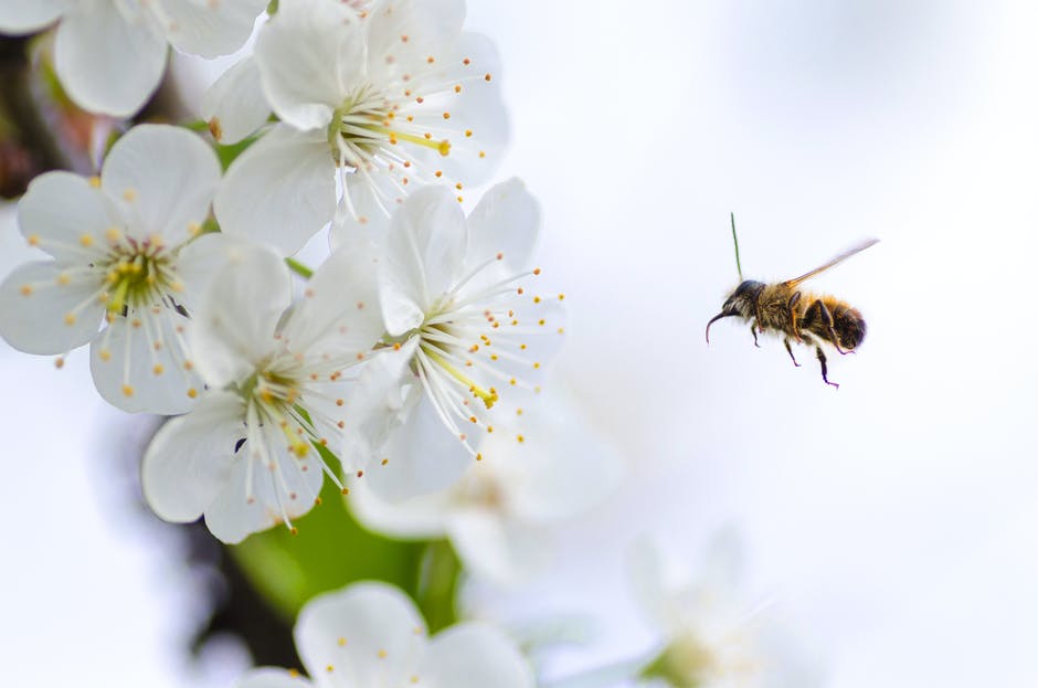 There is no question that bees are beneficial to the garden. You can get rid of bees fast with 15 tips.