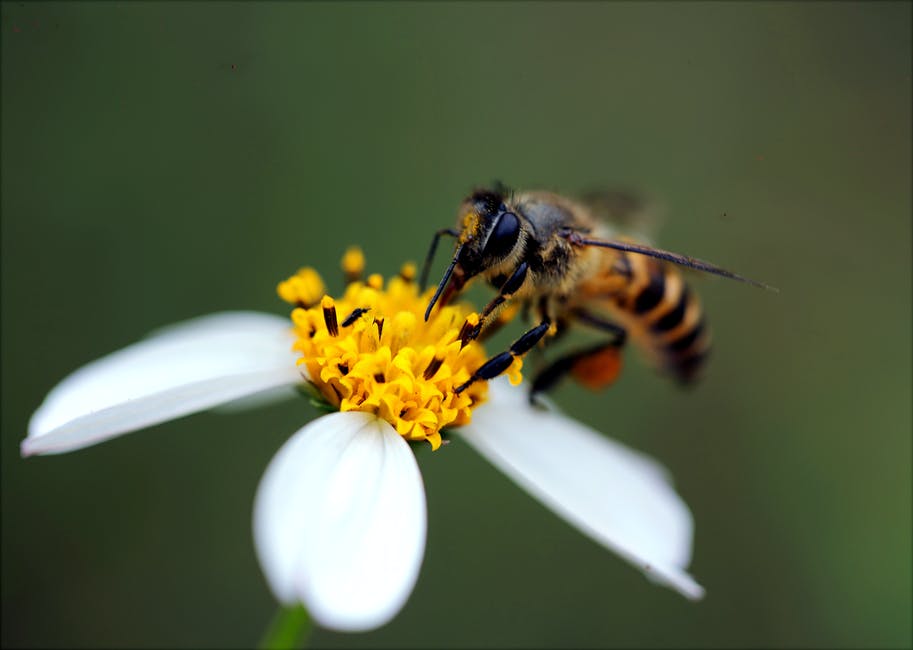 It is important to know the different types of flying pests before swatting them away. It's not a good idea to kill honeybees because they can be dangerous and painful.