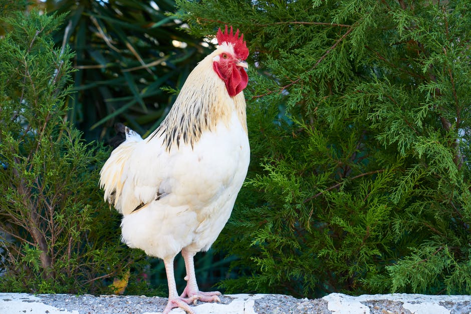 Chickens are omnivores, meaning that they eat almost anything, but there are some foods that can be harmful to them.