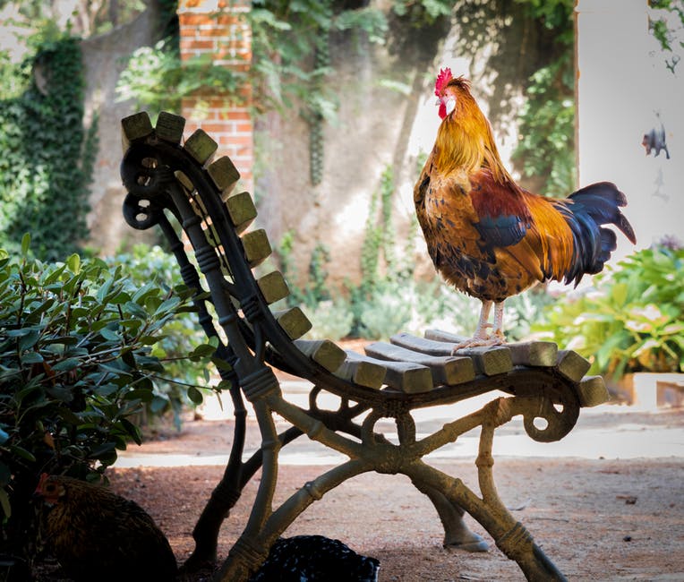The presence of roosters in the city and burbs is becoming more and more common with the rise of urban and suburban farming. Do not just crow at sunrise, as you may have discovered. A rooster can crow up to 12 times a day.