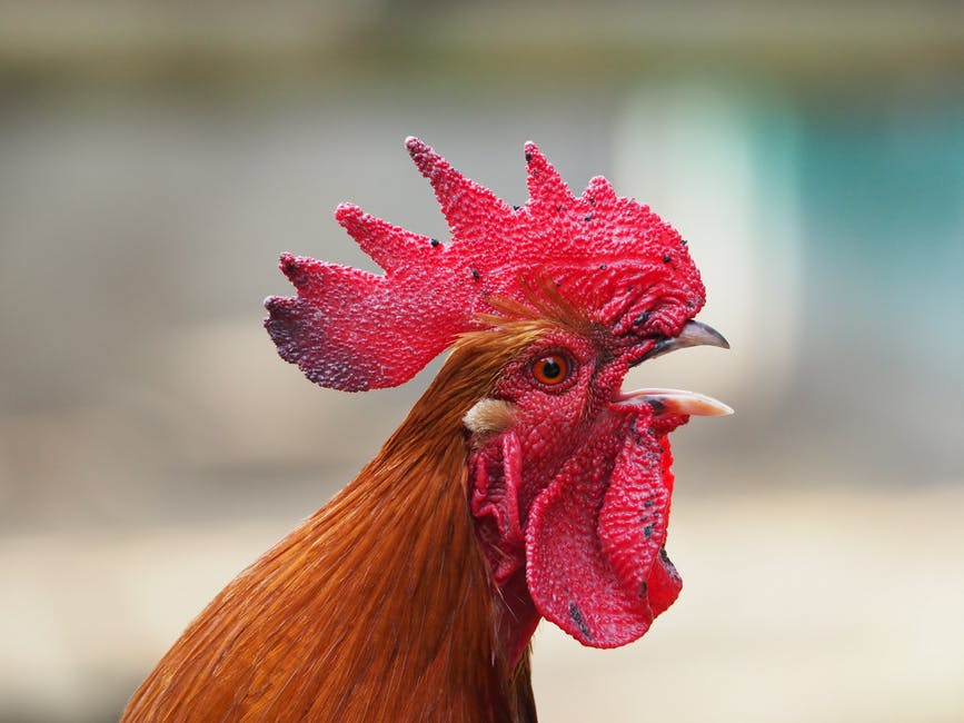 A loud rooster is just as annoying as a dog.