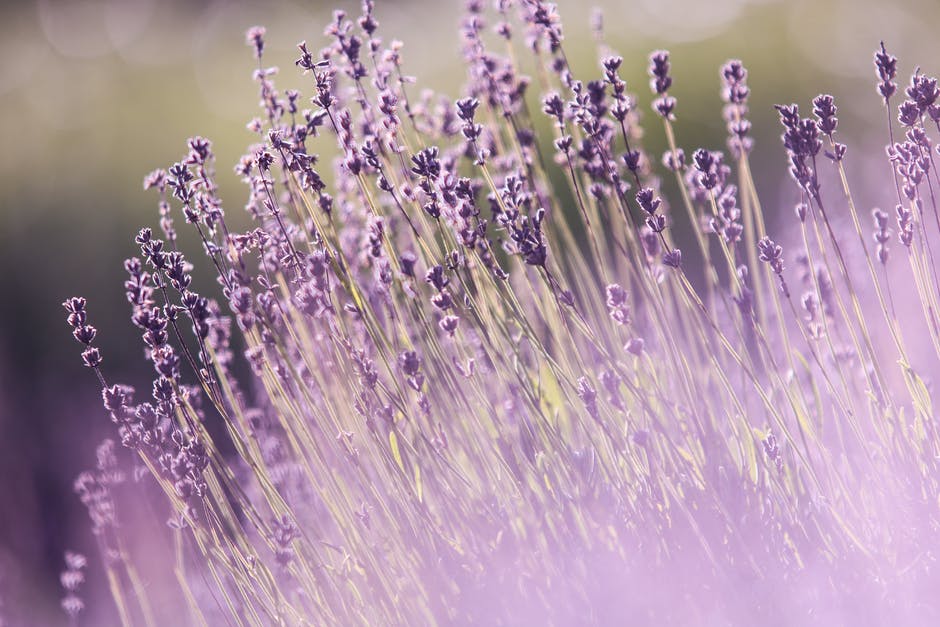 If you grow lavender in your garden, you'll get colorful flowers, wonderful scent and a feast for pollinators.