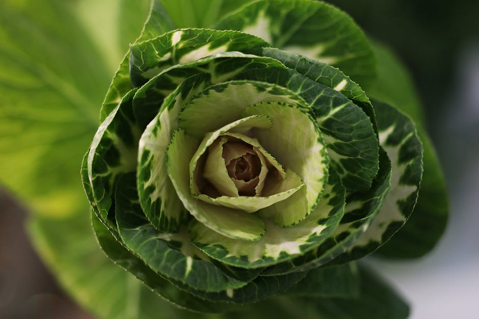 After the head becomes firm and before it splits, store cabbage in any size you want. A cool, dry place is where cabbage will be kept for four months.