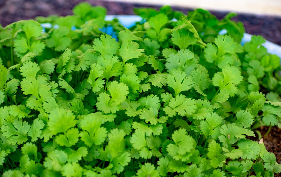 In your home garden, there are expert tips to plant, grow, and harvest Cilantro and Coriander.