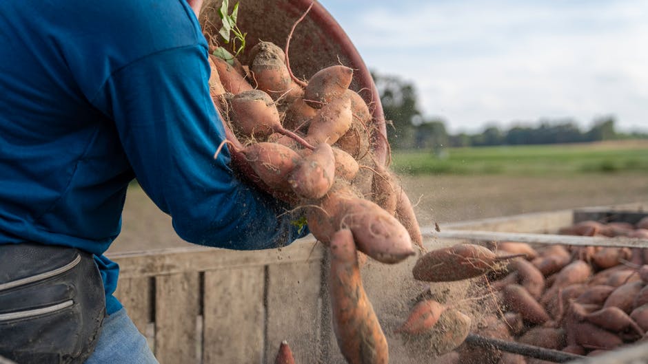 Sweet potatoes are a good vegetable to add to your diet. What is it that you need to know about harvesting?