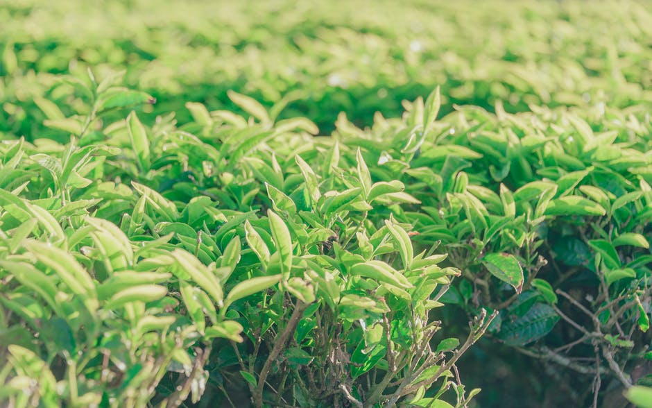 If you have the right conditions, you can grow tea plants for black, green, white, or oolong tea.