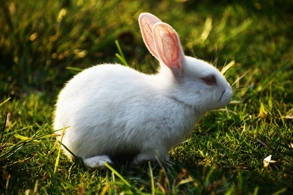 We need to know which foods are poisonous to rabbits because they don't have the same requirements as other domesticated animals.