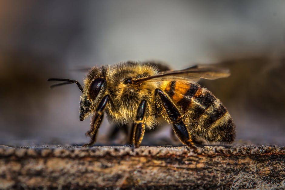 When it comes to the safety of your family, you only want the best and that's why you should call a professional bee removal team like Bee Serious Bee removal. There are over 20,000 different bee species in the world.