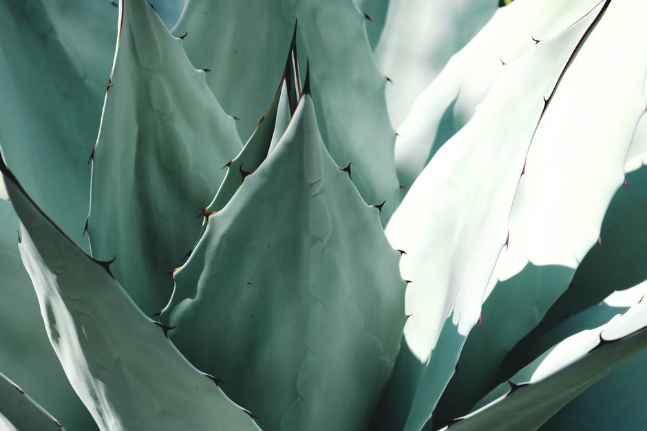 In 4 quick steps, you can learn how to root a cactus in water.
