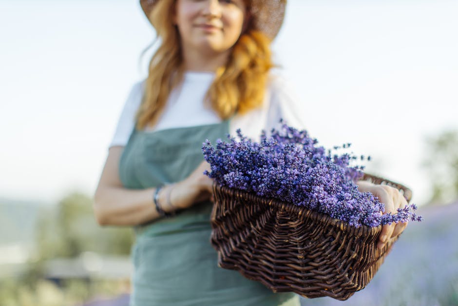 There are many uses for lavender, a wonderful plant that is easy to cultivate.