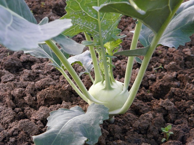 When the enlarged stems are 2 to 4 inches in diameter, kohlrabi can be planted in the spring. kohlrabi can be kept in the refrigerator for a couple of weeks.