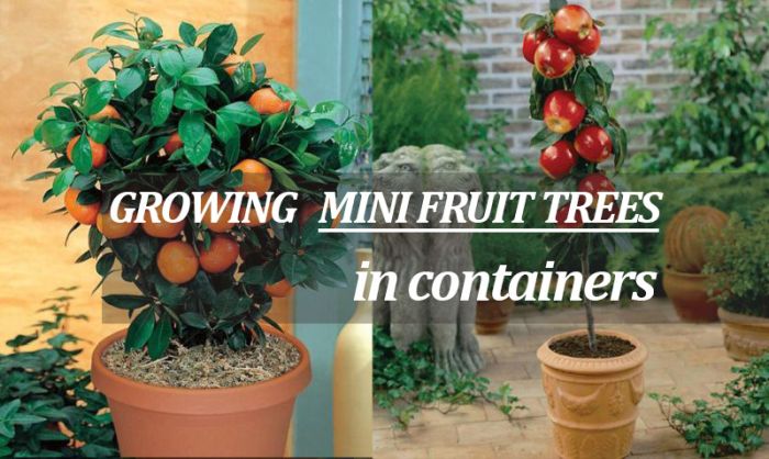 Patio Dwarf Fruit Trees For Tight, Patio Fruit Trees In Containers