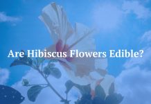 Are Hibiscus Flowers Edible?