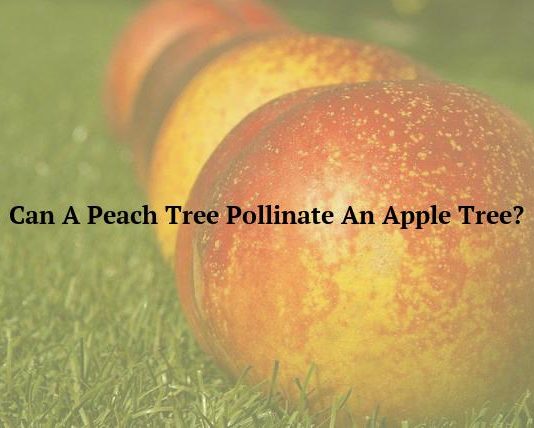 Can A Peach Tree Pollinate An Apple Tree?
