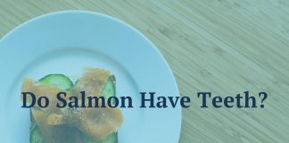 Do Salmon Have Teeth?