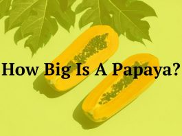 How Big Is A Papaya?