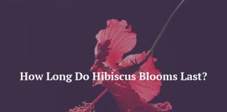 How Long Do Hibiscus Blooms Last?