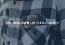 How Much Does It Cost To Spay A Rabbit?