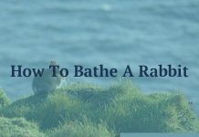 How To Bathe A Rabbit