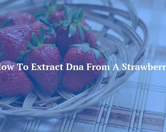 How To Extract Dna From A Strawberry
