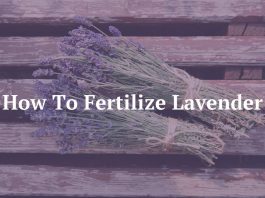 How To Fertilize Lavender