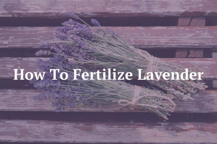 How To Fertilize Lavender
