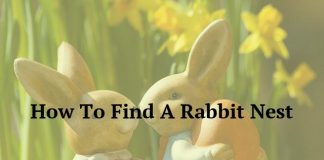 How To Find A Rabbit Nest