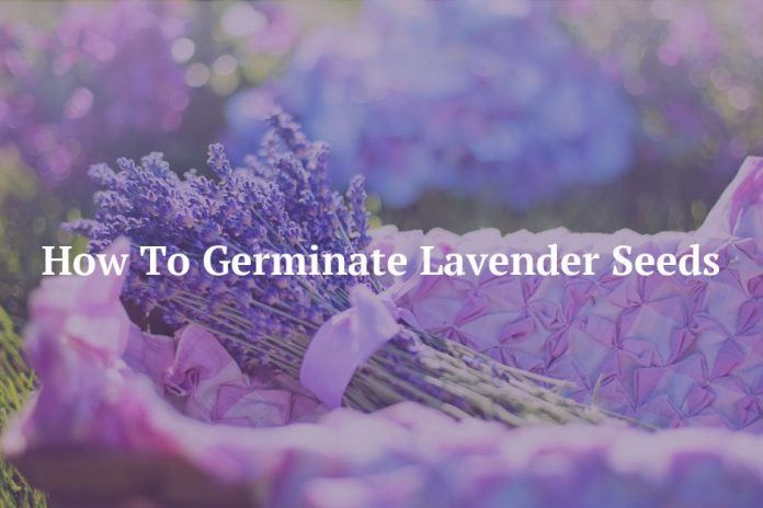 How To Germinate Lavender Seeds