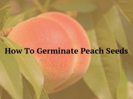 How To Germinate Peach Seeds
