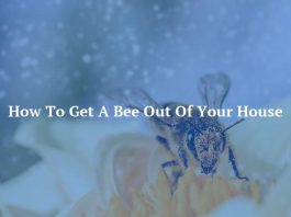 How To Get A Bee Out Of Your House