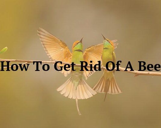 How To Get Rid Of A Bee