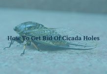 How To Get Rid Of Cicada Holes