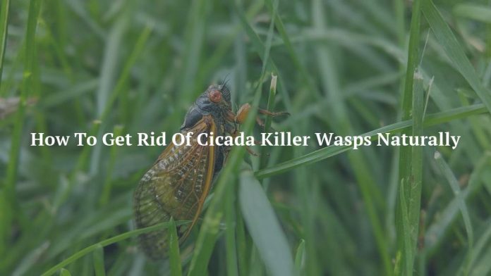 How To Get Rid Of Cicada Killer Wasps Naturally