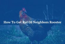How To Get Rid Of Neighbors Rooster