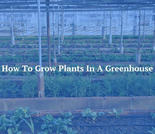 How To Grow Plants In A Greenhouse