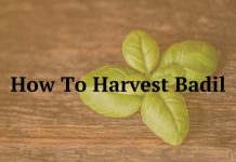 How To Harvest Badil