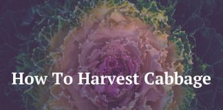 How To Harvest Cabbage