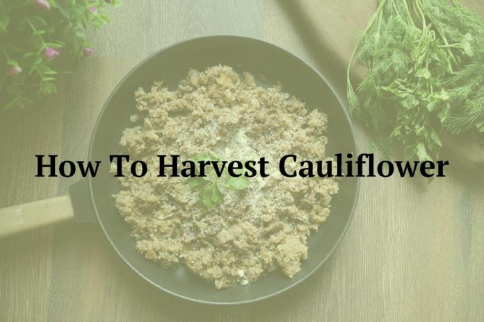 How To Harvest Cauliflower