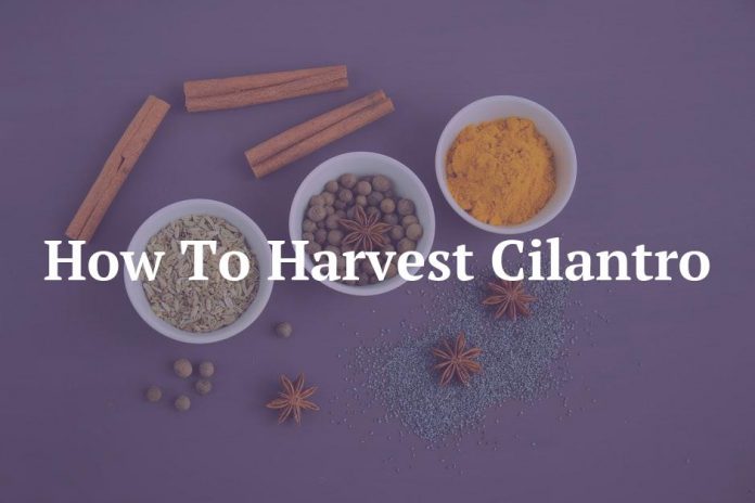 How To Harvest Cilantro
