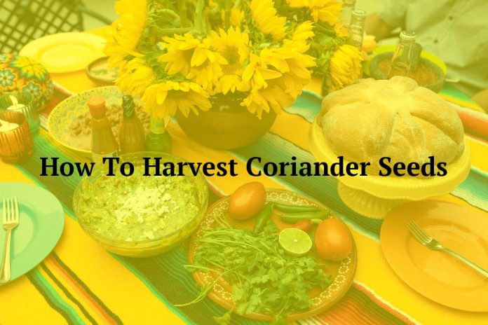 How To Harvest Coriander Seeds