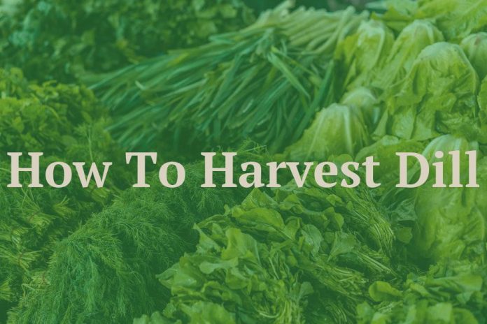How To Harvest Dill