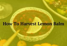 How To Harvest Lemon Balm
