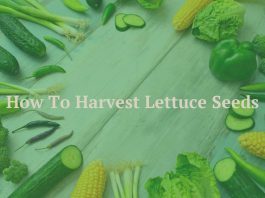 How To Harvest Lettuce Seeds