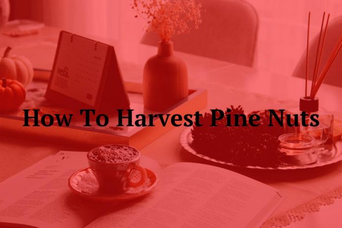 How To Harvest Pine Nuts