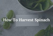 How To Harvest Spinach